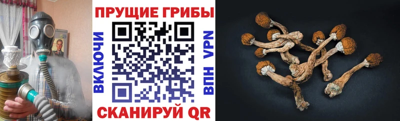 hydra   Батайск  Галлюциногенные грибы Psilocybine cubensis 